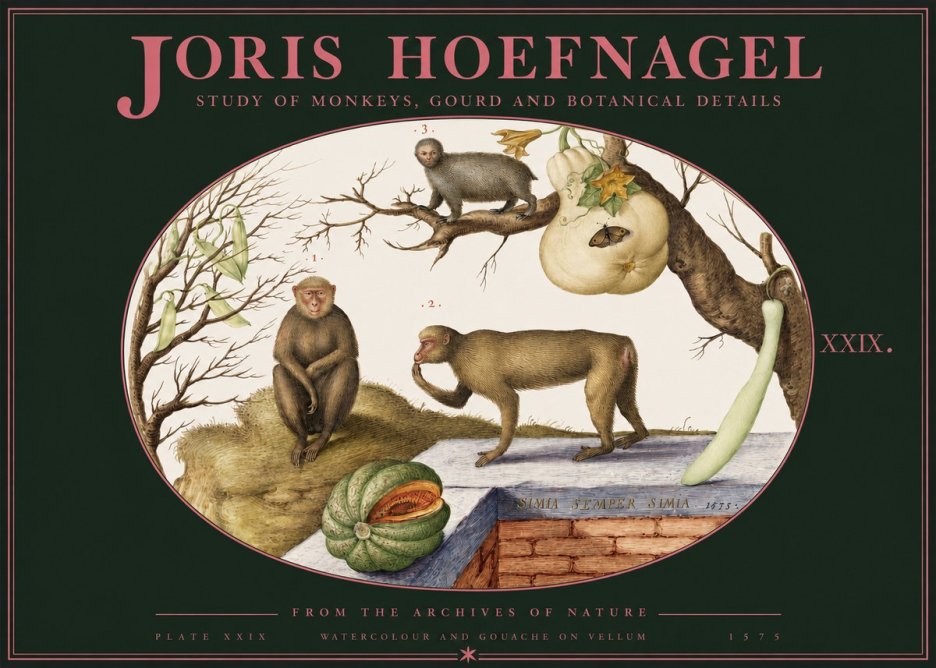 Joris Hoefnagel But Always a Monkey, Always a Monkey. Plate Xxix No3 - Poster