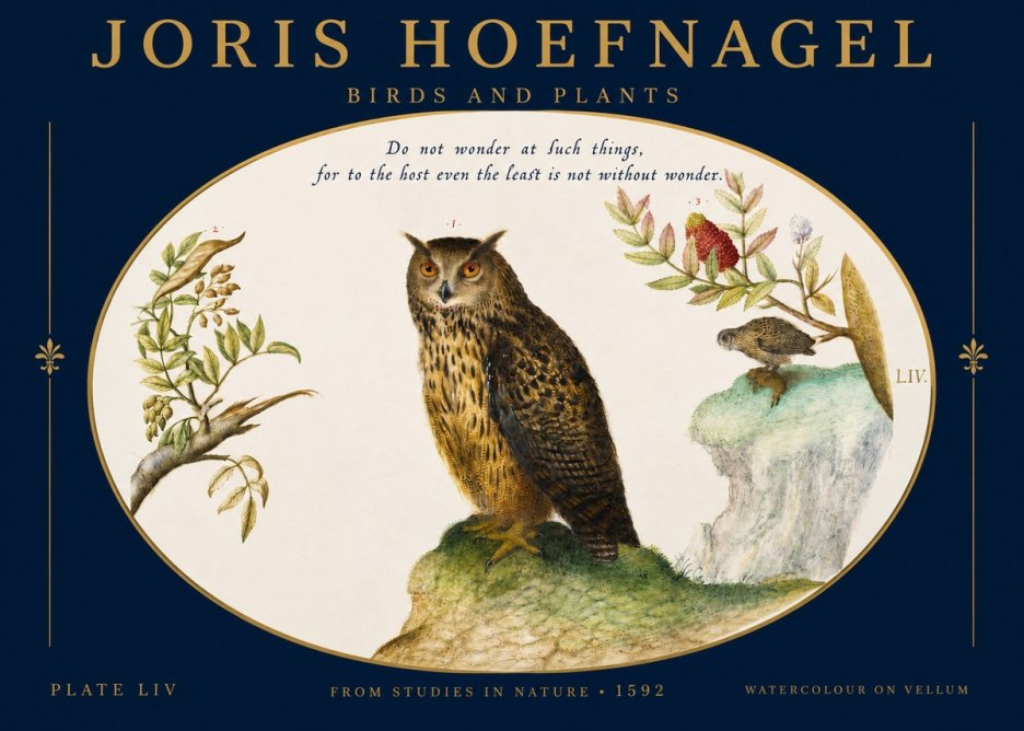 Joris Hoefnagel Bird Study Plate Liv No3 - Poster