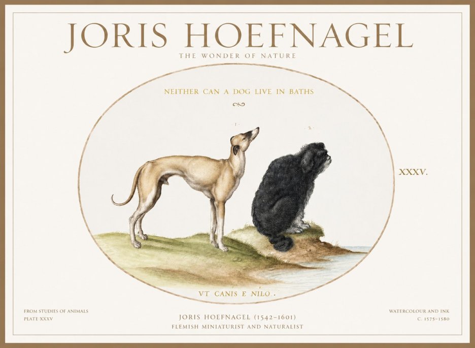Joris Hoefnagel Neither Can a Dog Live in Baths No1 - Poster