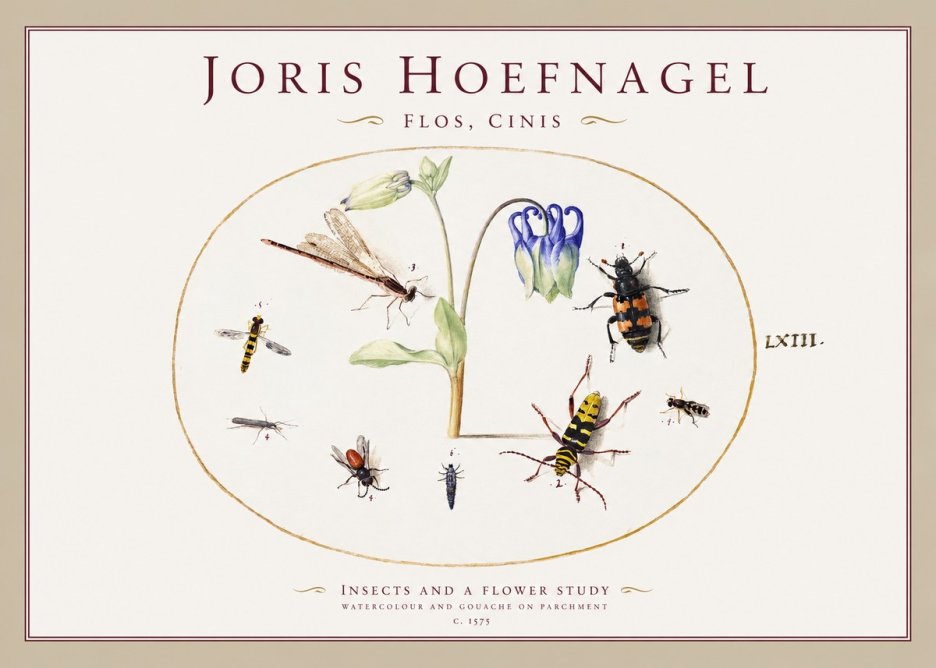 Joris Hoefnagel Insects and a Flower Study No1 - Poster