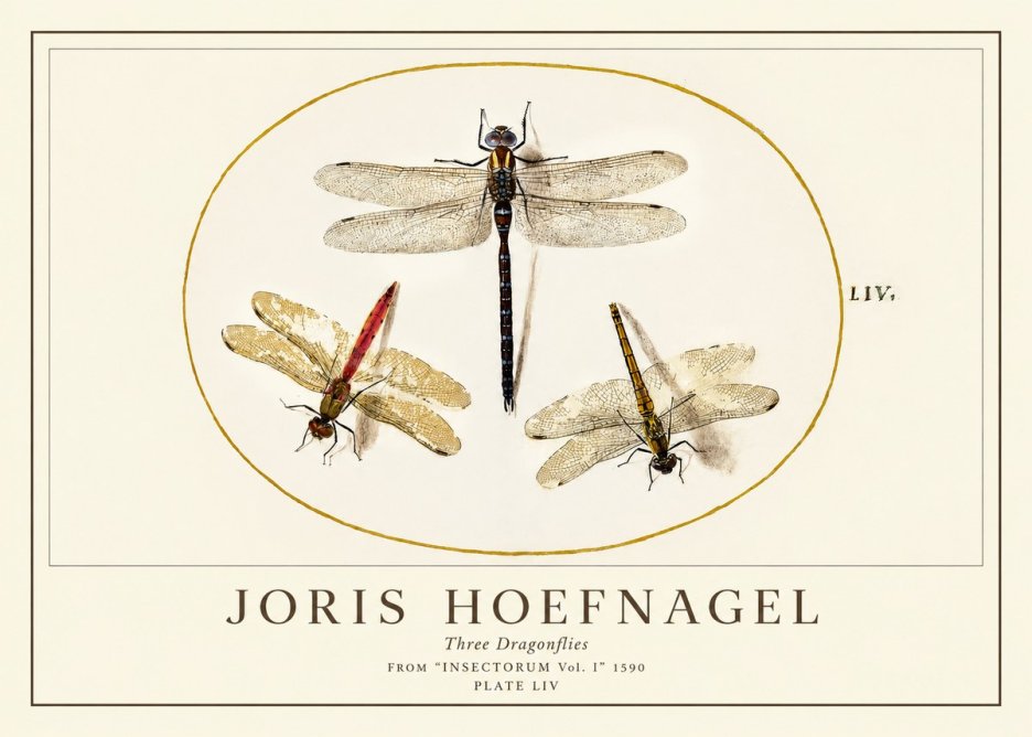 Joris Hoefnagel Three Dragonflies No1 - Poster