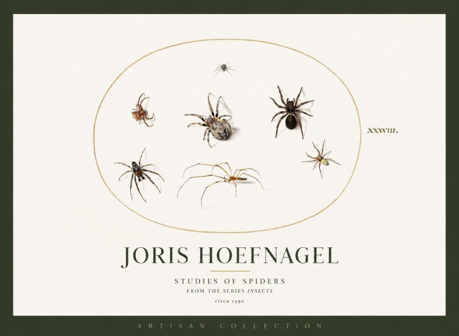 Joris Hoefnagel Studies of Spiders I No2 - Poster