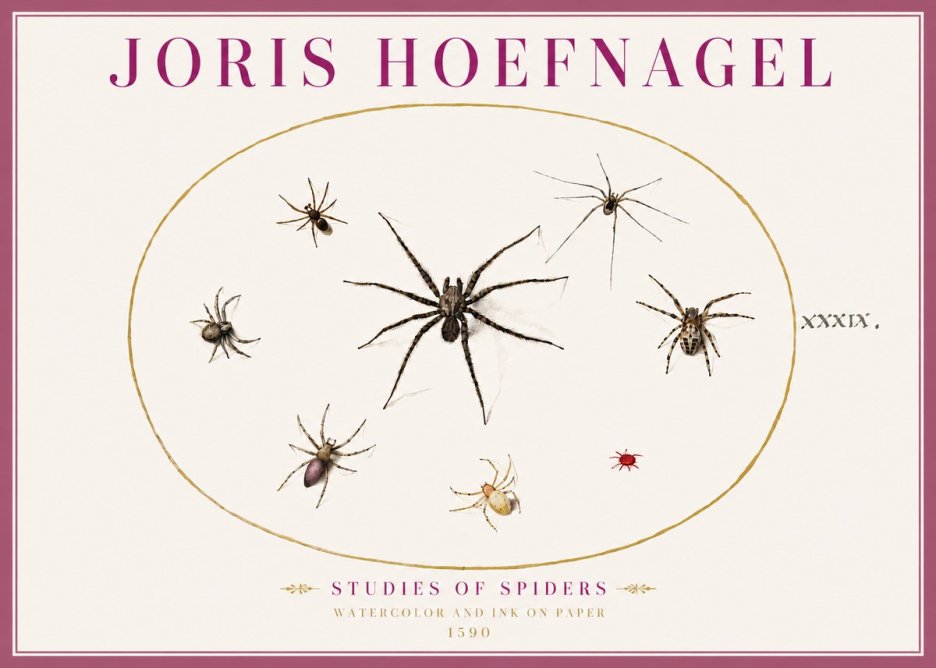 Joris Hoefnagel Studies of Spiders II No4 - Poster