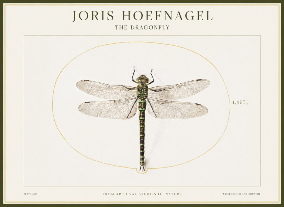 Joris Hoefnagel The Dragonfly No1 - Poster