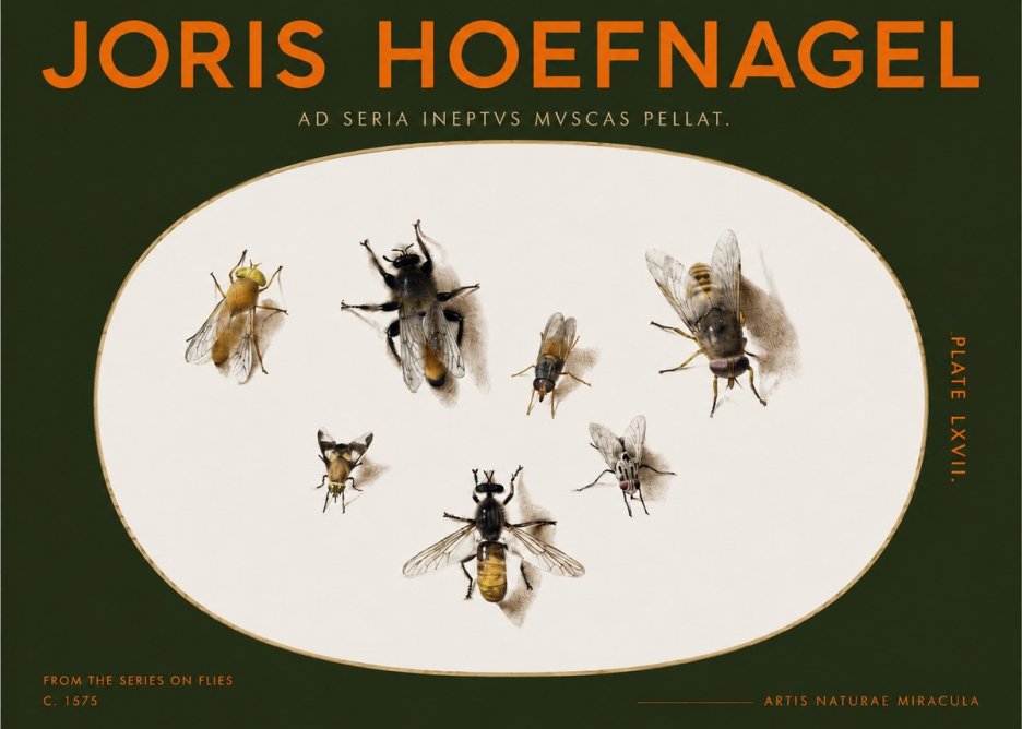 Joris Hoefnagel From the Series on Flies - Plate Lxvii. No2 - Poster