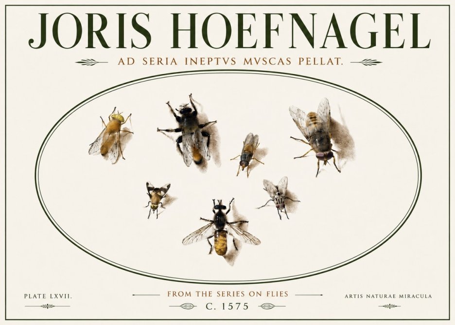 Joris Hoefnagel From the Series on Flies - Plate Lxvii. No6 - Poster