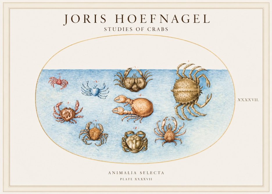 Joris Hoefnagel Studies of Crabs No1 - Poster