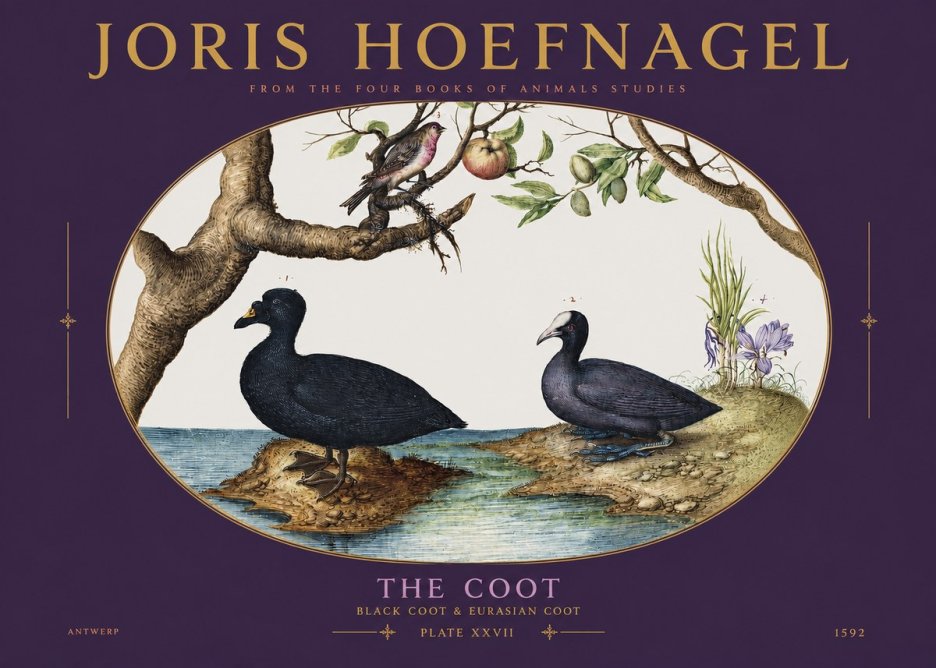 Joris Hoefnagel The Coot No3 - Poster