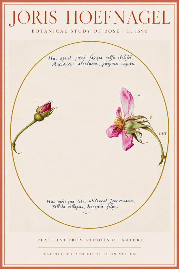 Joris Hoefnagel Botanical Study of Rose No5 - Poster