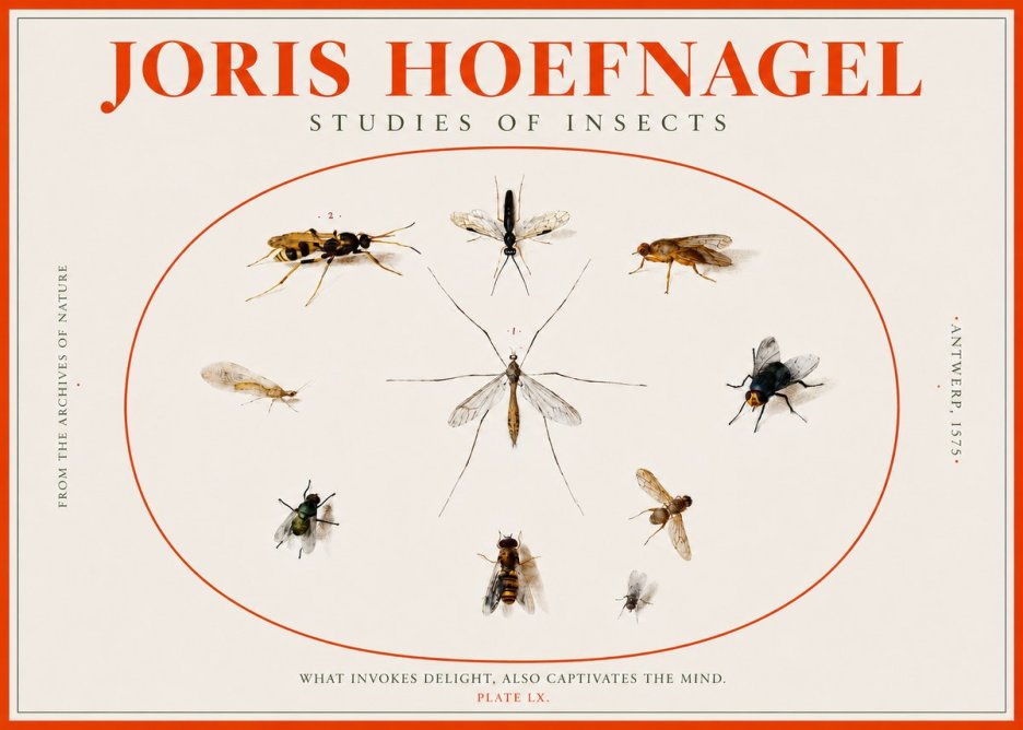 Joris Hoefnagel Studies of Insects III No2 - Poster