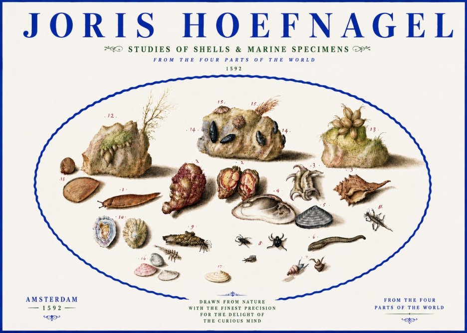 Joris Hoefnagel Studies of Shells & Marine Specimens No5 - Poster