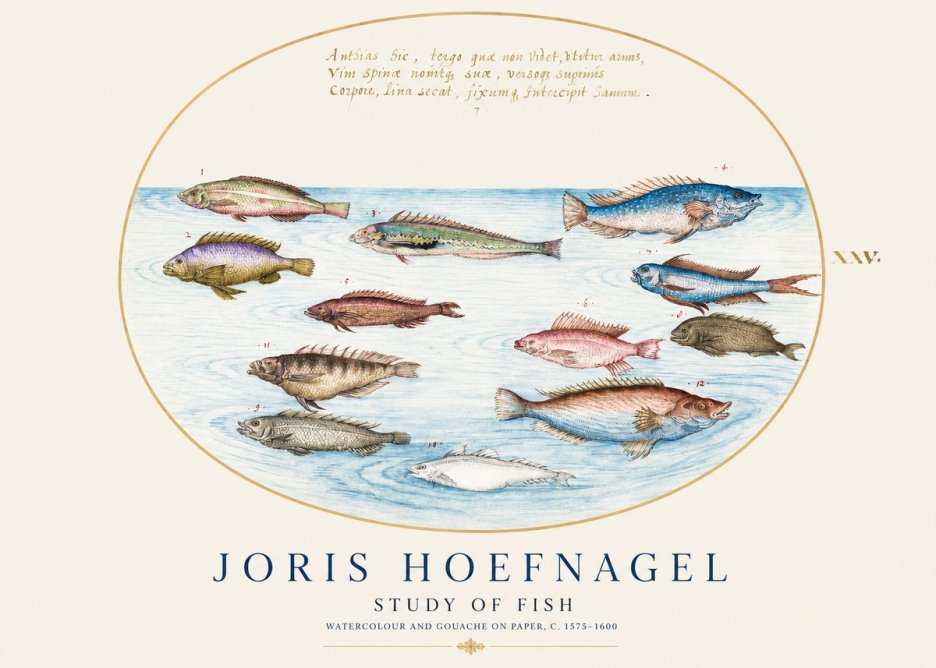 Joris Hoefnagel Study of Fish No1 - Poster