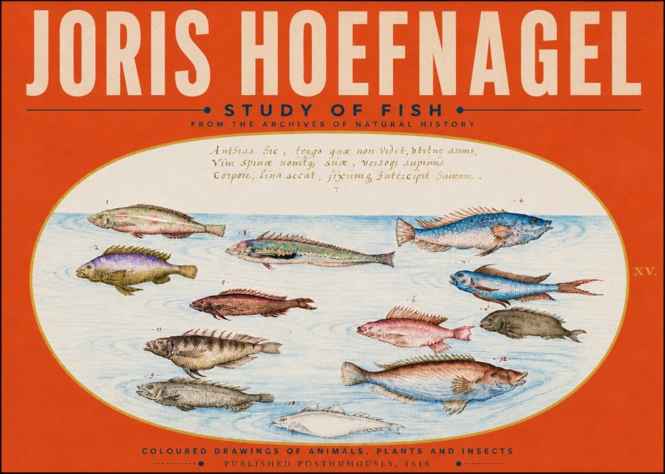 Joris Hoefnagel Study of Fish No5 - Poster