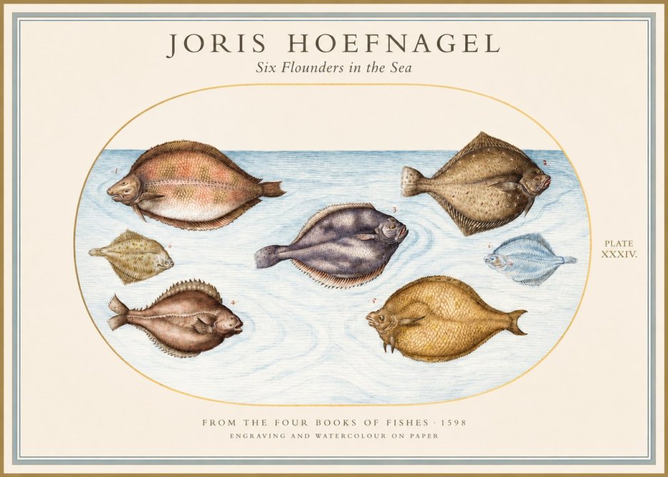 Joris Hoefnagel Six Flounders in the Sea No1 - Poster
