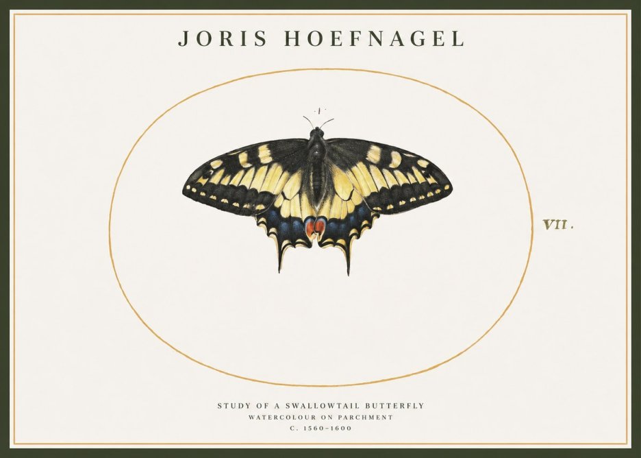 Joris Hoefnagel Study of a Swallowtail Butterfly No1 - Poster