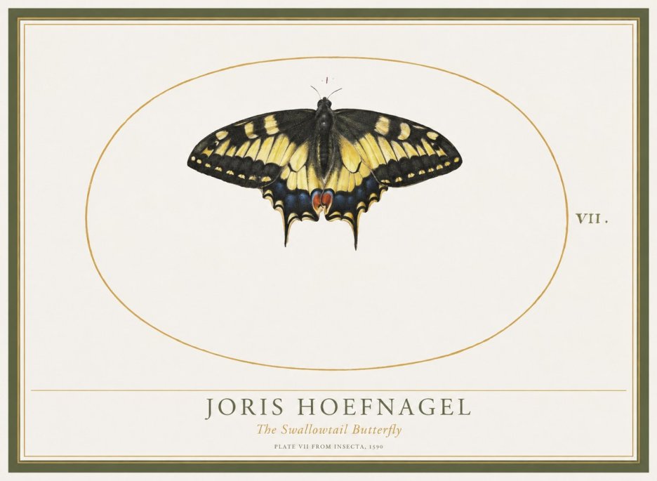 Joris Hoefnagel Study of a Swallowtail Butterfly No5 - Poster
