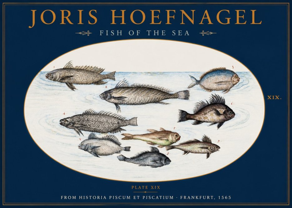 Joris Hoefnagel Fish of the Sea No2 - Poster