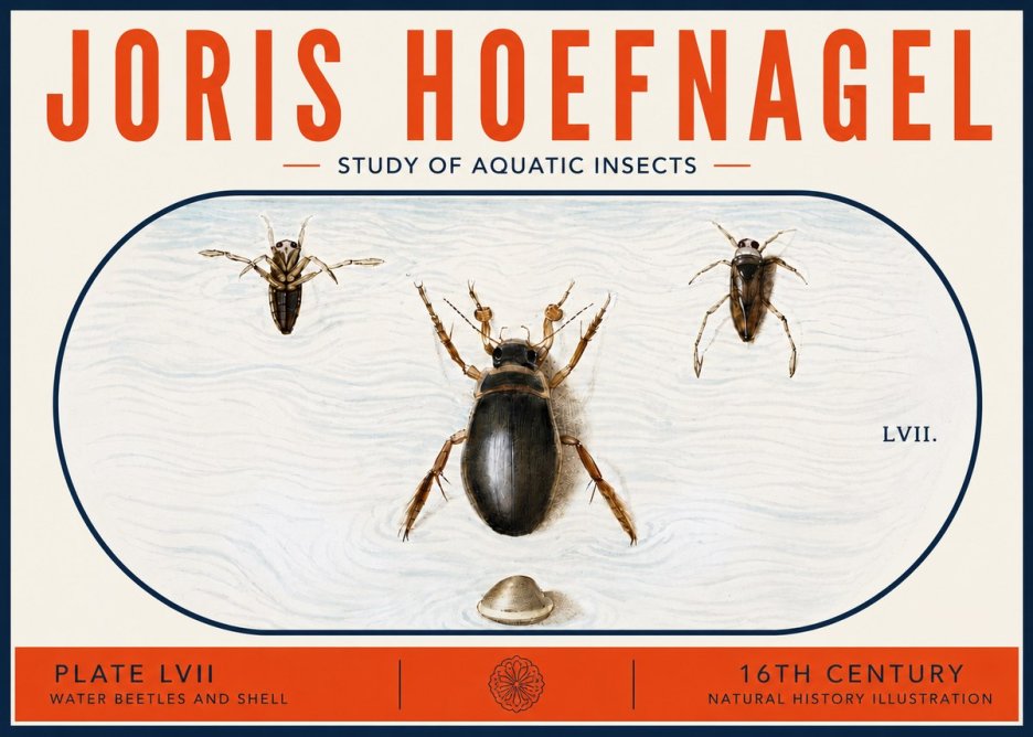 Joris Hoefnagel Water Beetles and Shell No6 - Poster