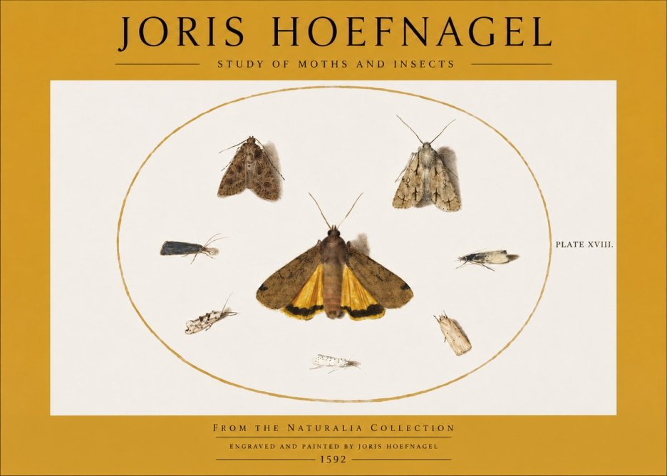 Joris Hoefnagel Study of Moths and Insects No2 - Poster