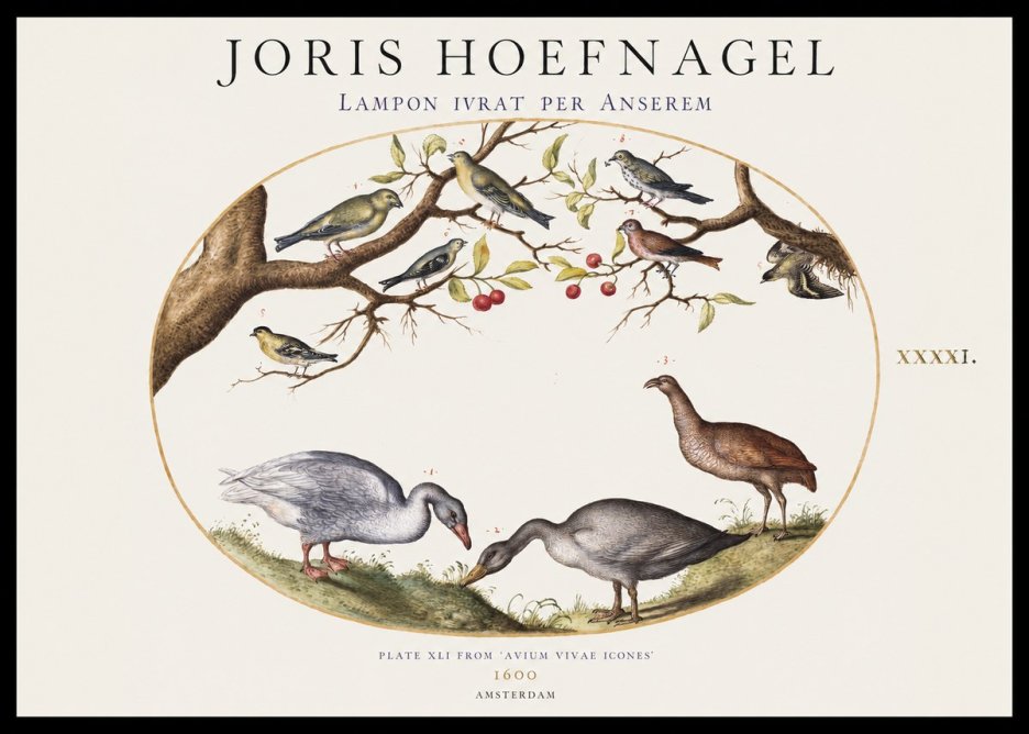 Joris Hoefnagel Lampon Ivrat per Anserem No1 - Poster