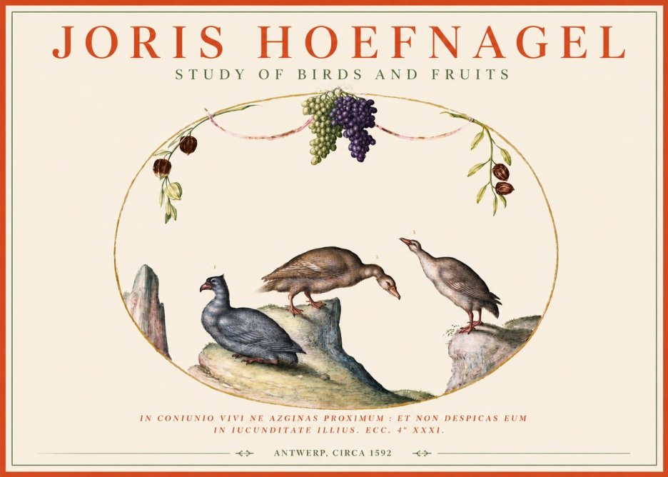 Joris Hoefnagel Three Birds with Grapes and Inscription No4 - Poster