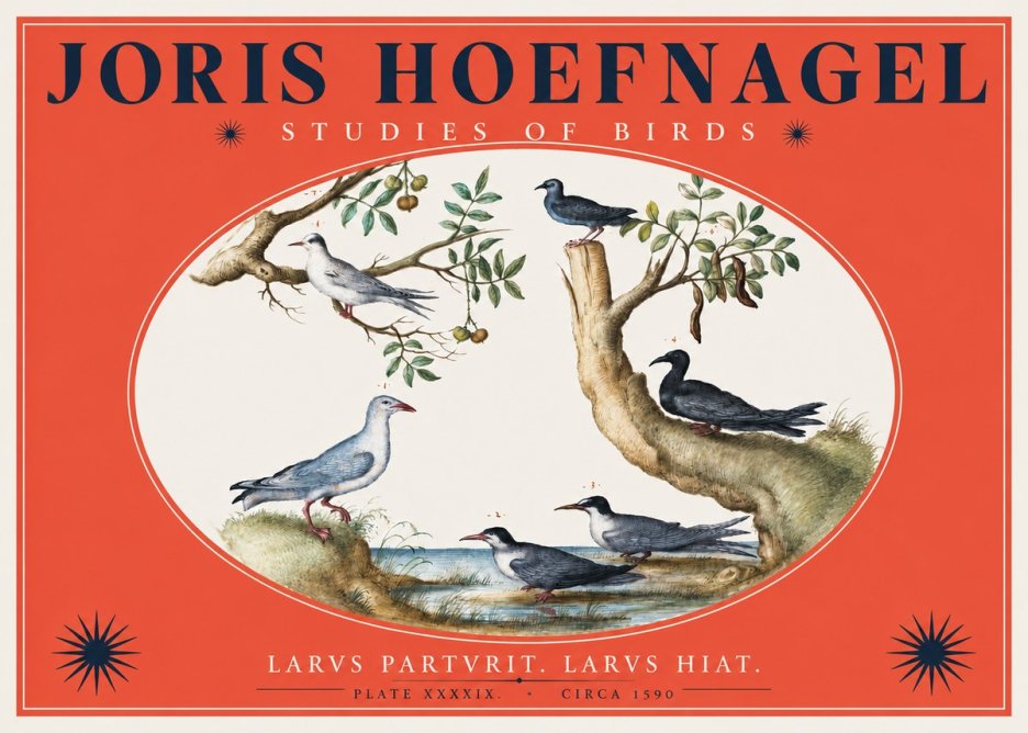Joris Hoefnagel Studies of Birds II No2 - Poster
