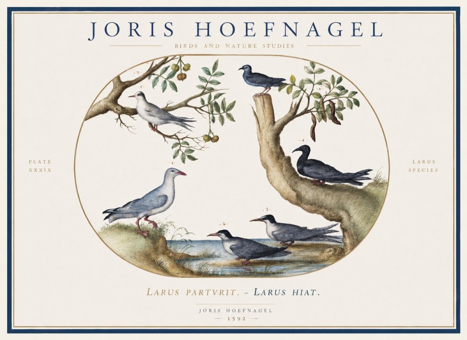 Joris Hoefnagel Studies of Birds II No6 - Poster