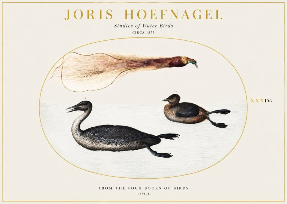 Joris Hoefnagel Studies of Water Birds No1 - Poster