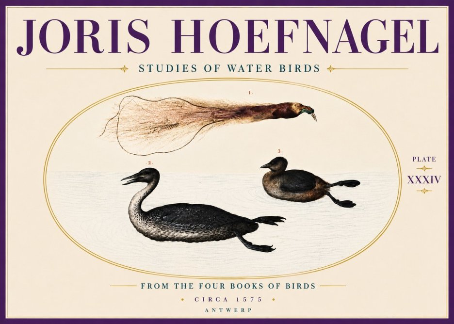 Joris Hoefnagel Studies of Water Birds No6 - Poster
