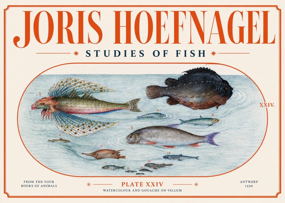 Joris Hoefnagel Studies of Fish II No4 - Poster