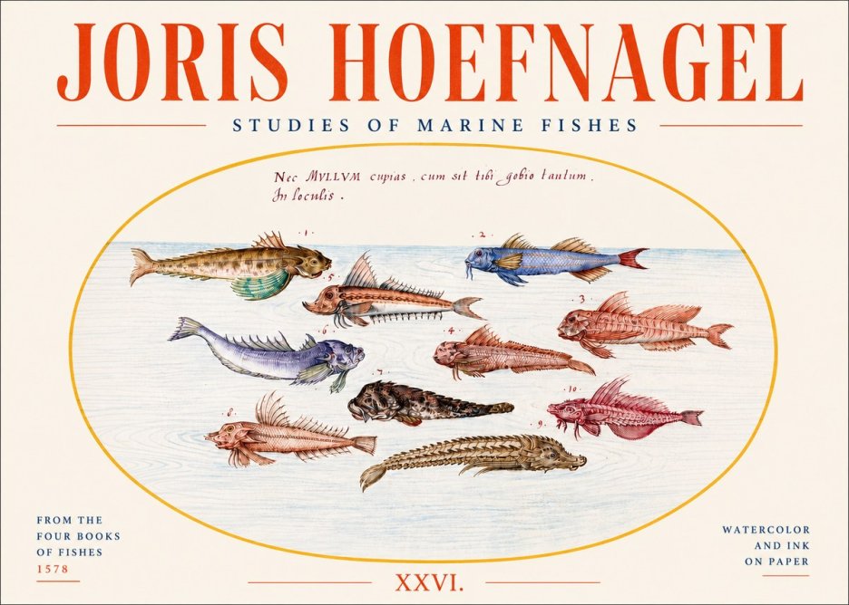 Joris Hoefnagel Studies of Marine Fishes No4 - Poster