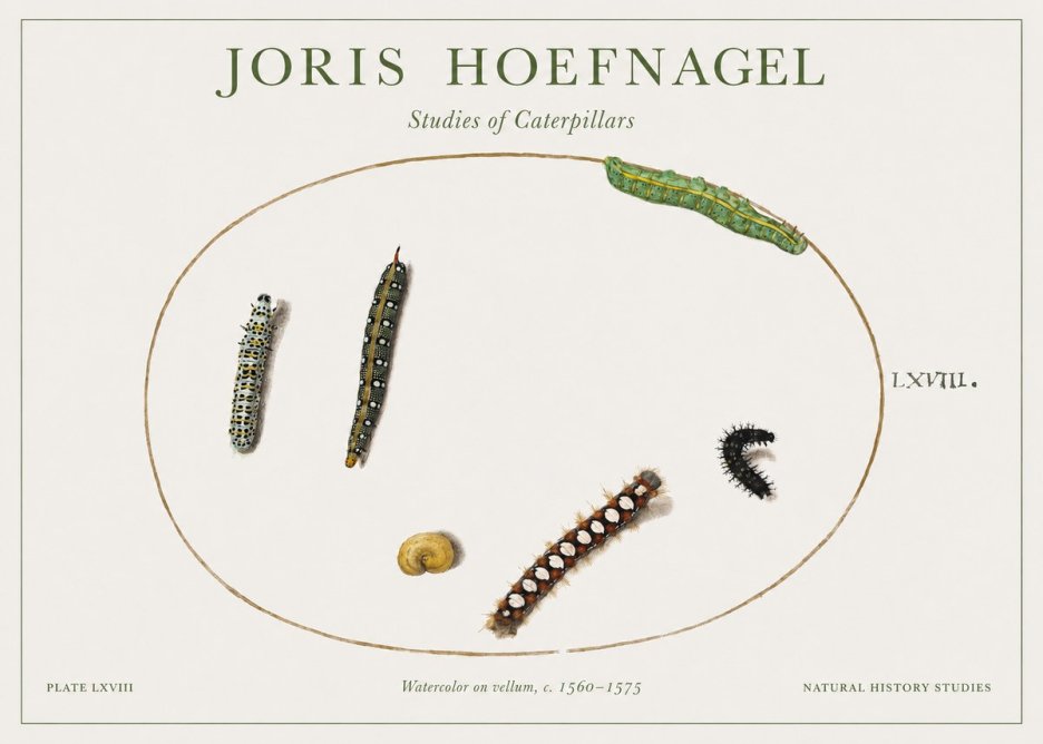 Joris Hoefnagel Studies of Caterpillars No1 - Poster
