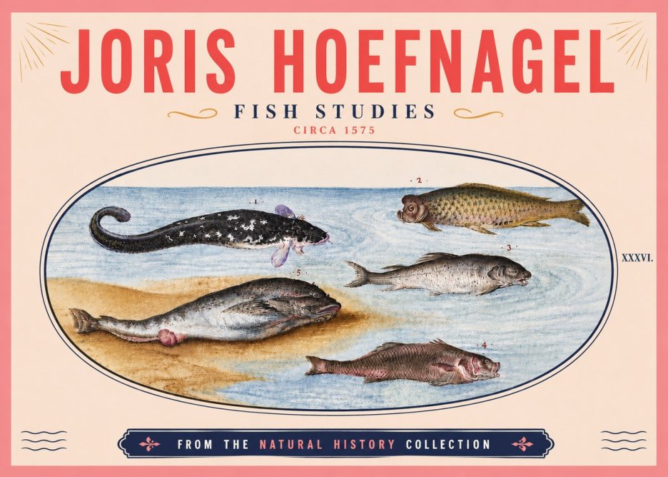 Joris Hoefnagel Fish Studies No6 - Poster