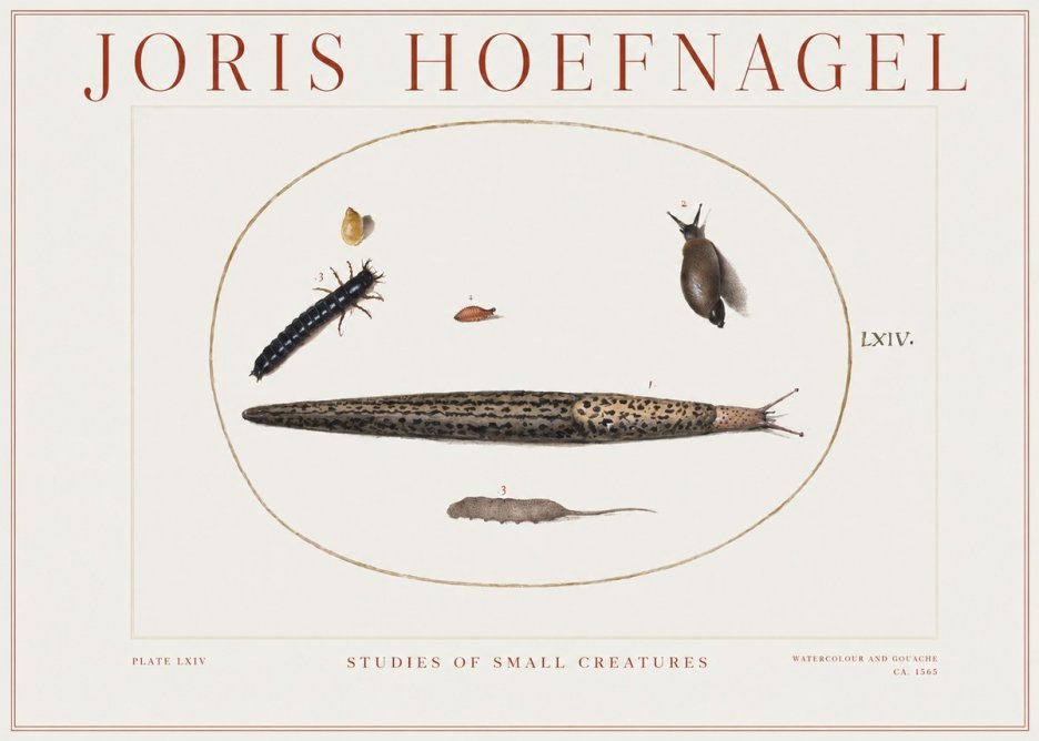 Joris Hoefnagel Plate Lxiv No2 - Poster