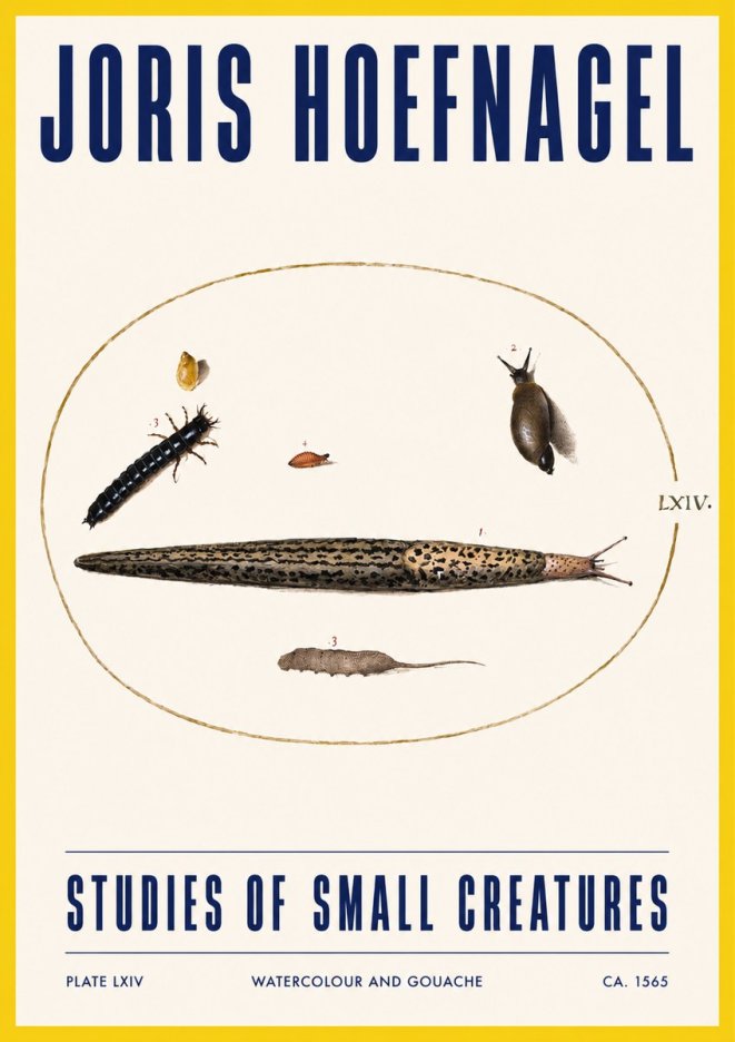Joris Hoefnagel Plate Lxiv No3 - Poster