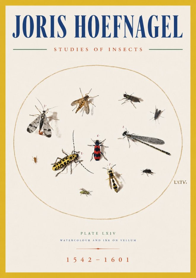 Joris Hoefnagel Studies of Insects - Plate Lxiv No5 - Poster