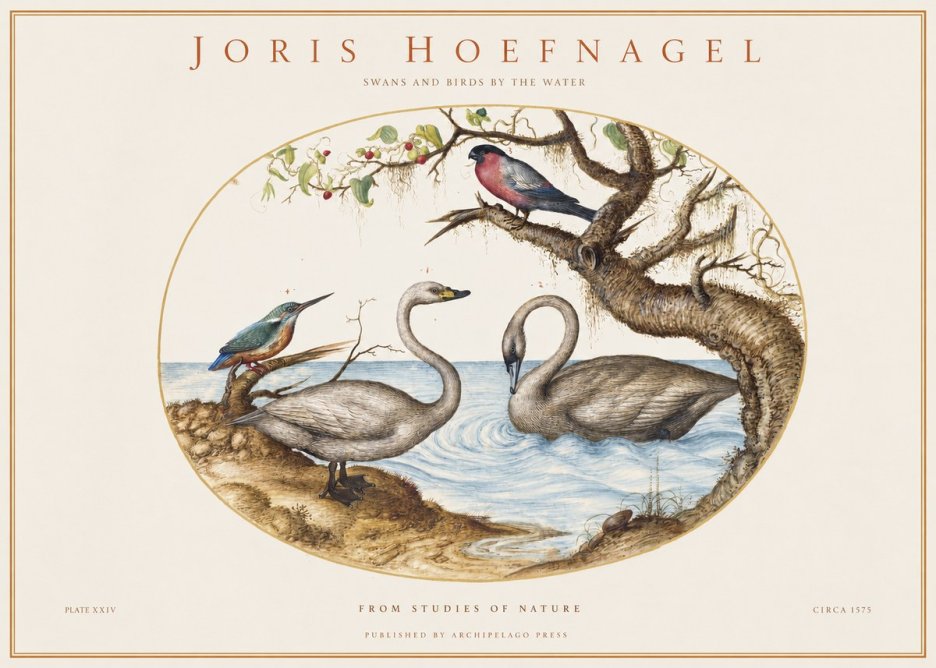 Joris Hoefnagel Swans and Birds by the Water No1 - Poster