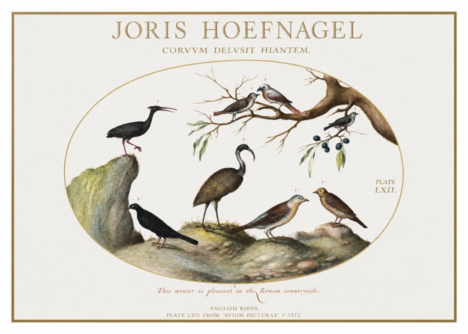 Joris Hoefnagel English Birds Plate Lxii No1 - Poster