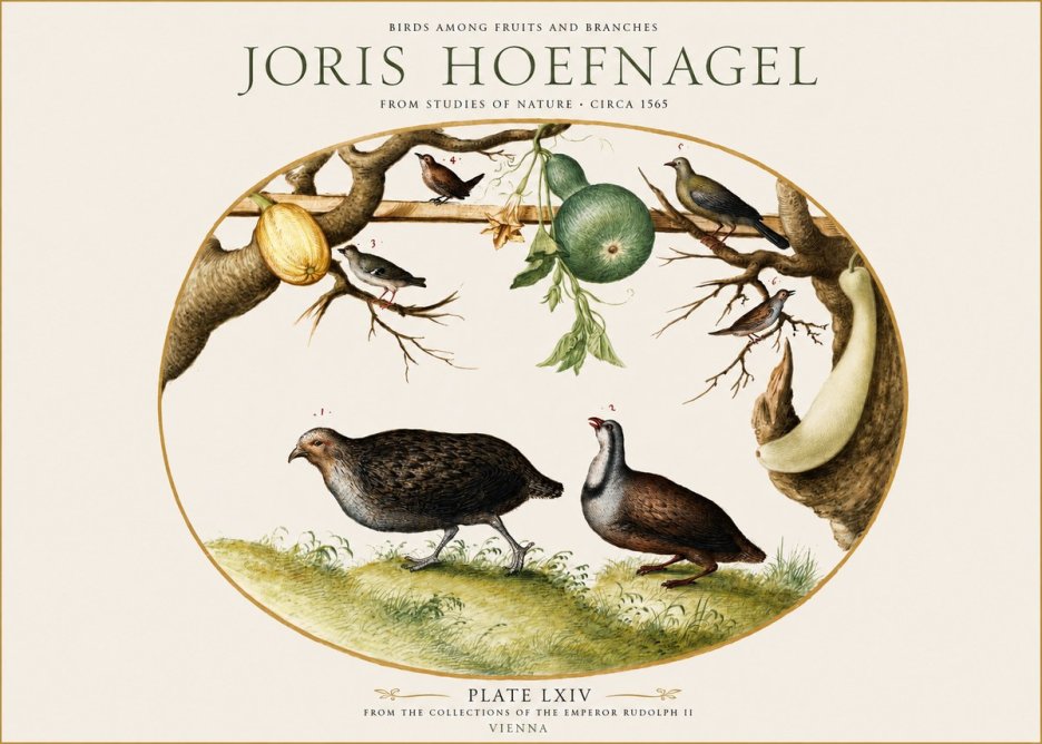 Joris Hoefnagel Birds Among Fruits and Branches No1 - Poster