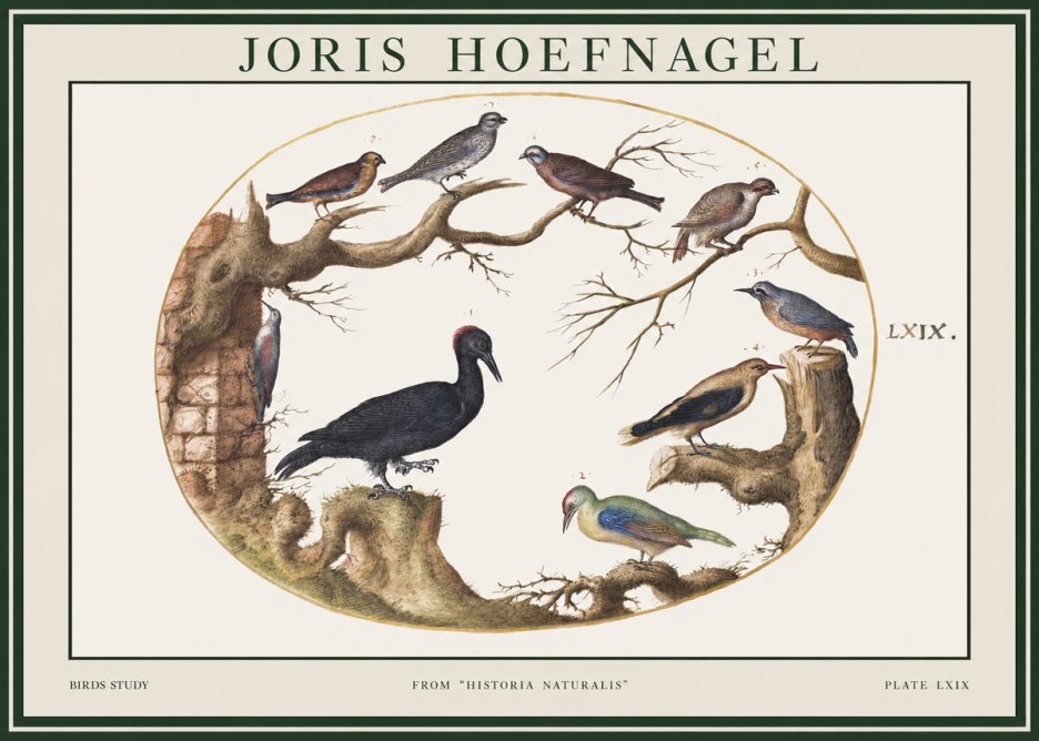 Joris Hoefnagel Birds in an Oval Frame No2 - Poster