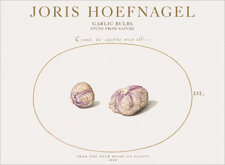 Joris Hoefnagel Garlic Bulbs Study from Nature No1 - Poster