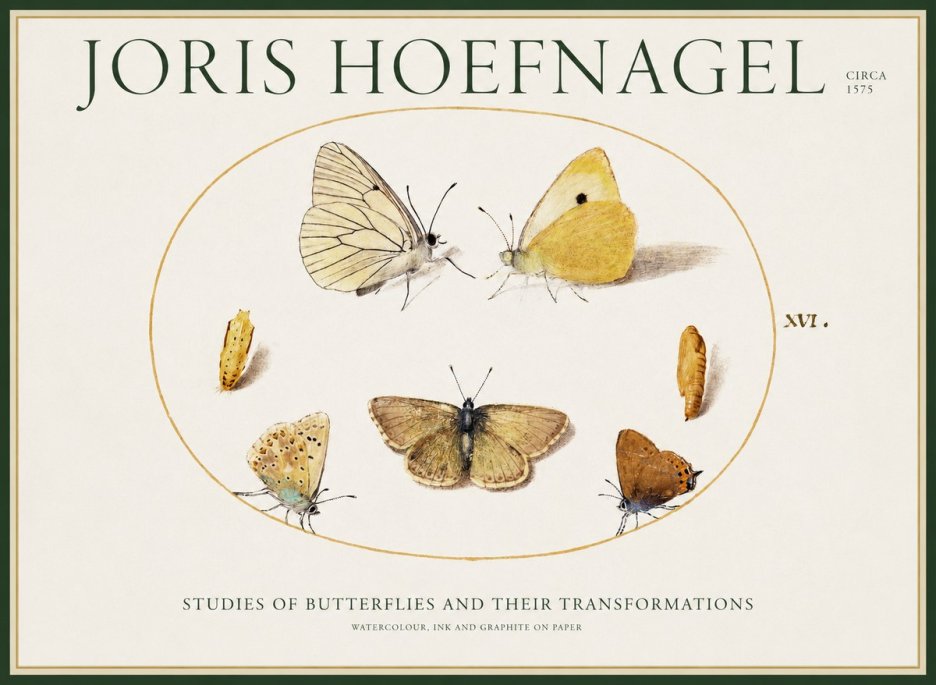 Joris Hoefnagel Studies of Butterflies and Their Transformations No1 - Poster
