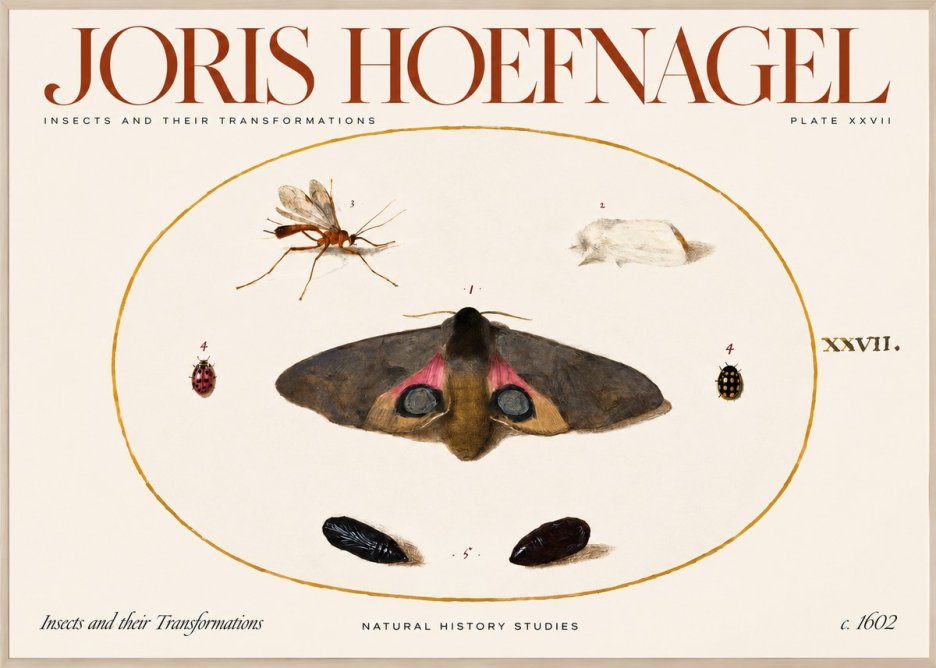 Joris Hoefnagel Insects and Their Transformations - Plate Xxvii No2 - Poster