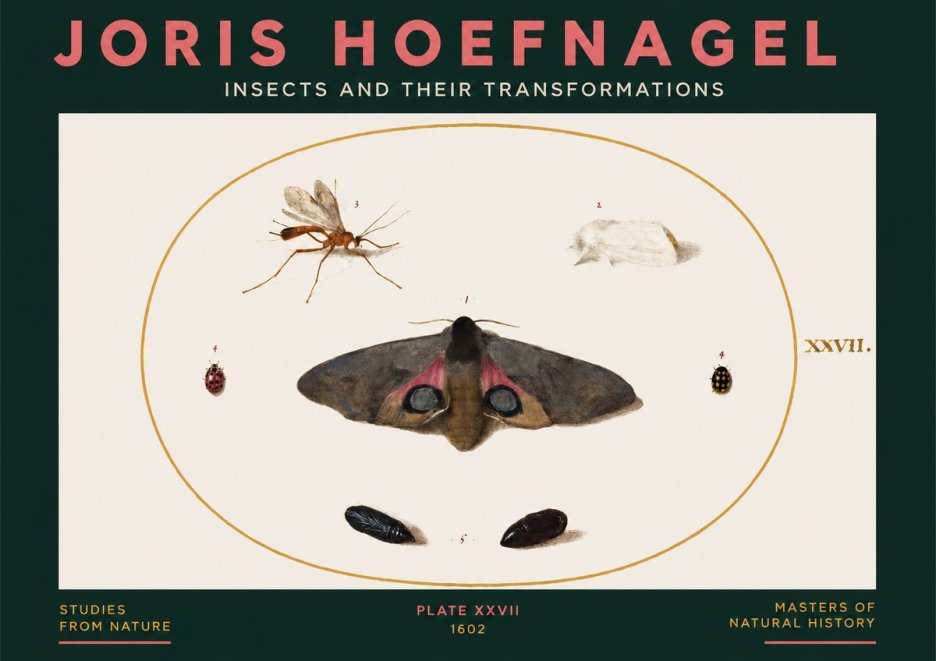 Joris Hoefnagel Insects and Their Transformations - Plate Xxvii No3 - Poster
