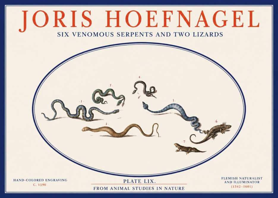 Joris Hoefnagel Six Venomous Serpents and Two Lizards No2 - Poster