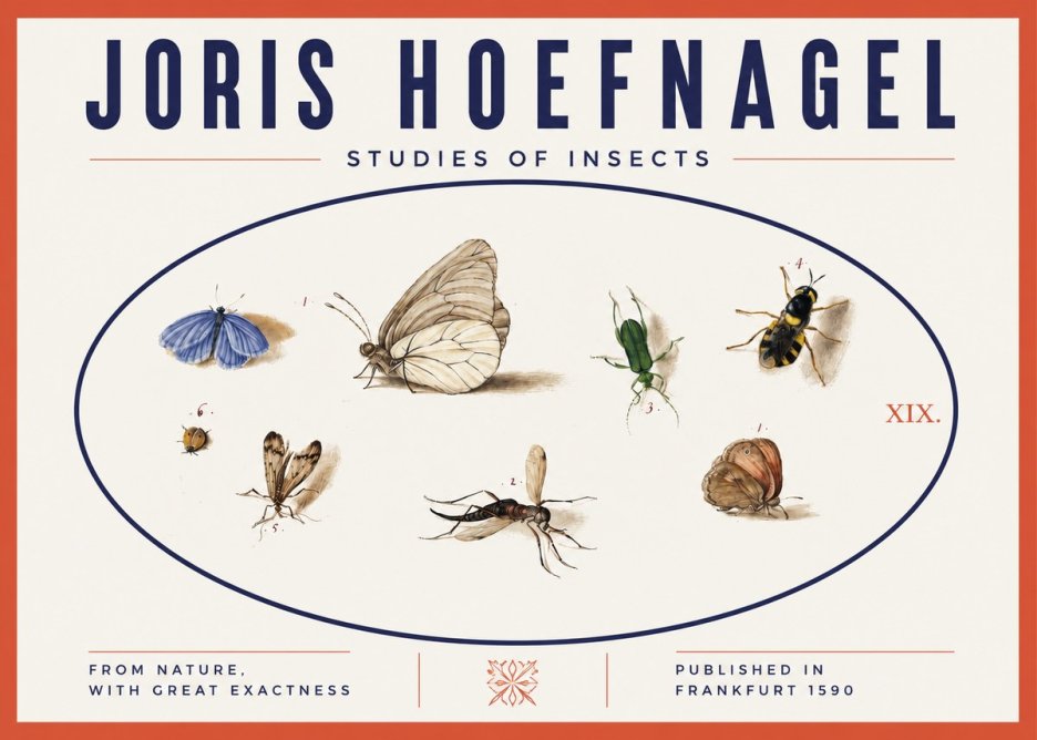 Joris Hoefnagel Studies of Insects V No3 - Poster