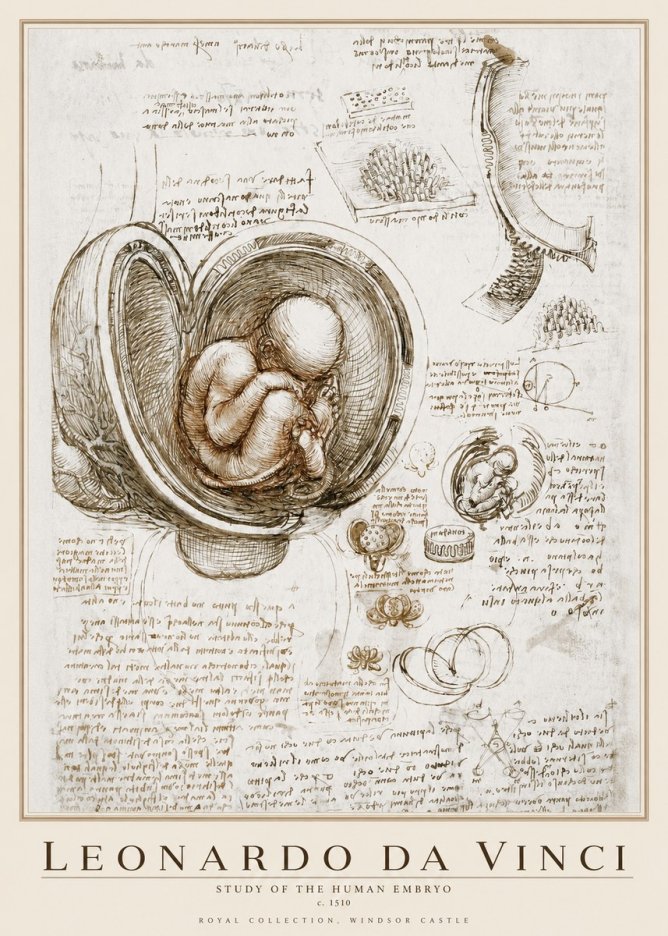 Leonardo da Vinci Studies of the Fetus in the Womb No4 - Poster