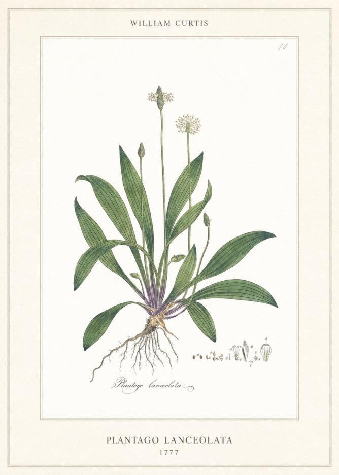 William Curtis Plantago Lanceolata II No6 - Poster