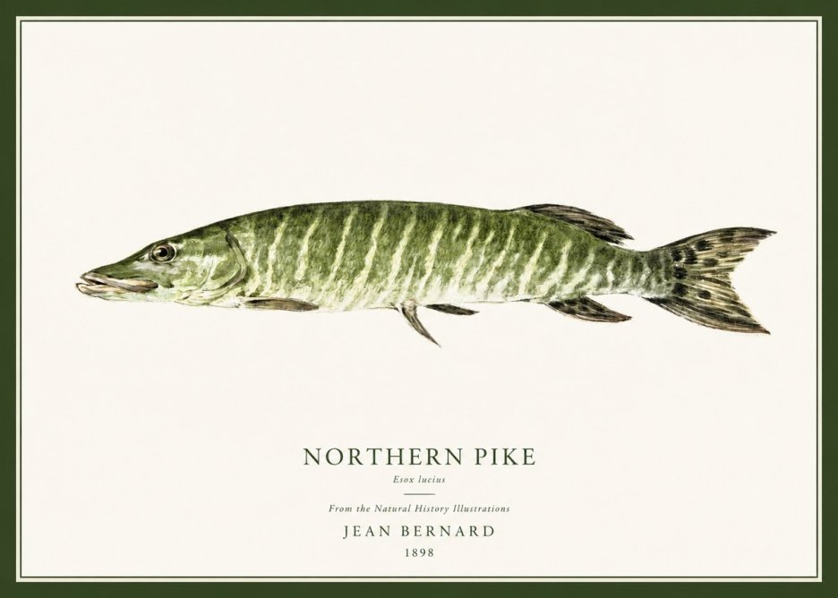 Jean Bernard Northern Pike No1 - Poster