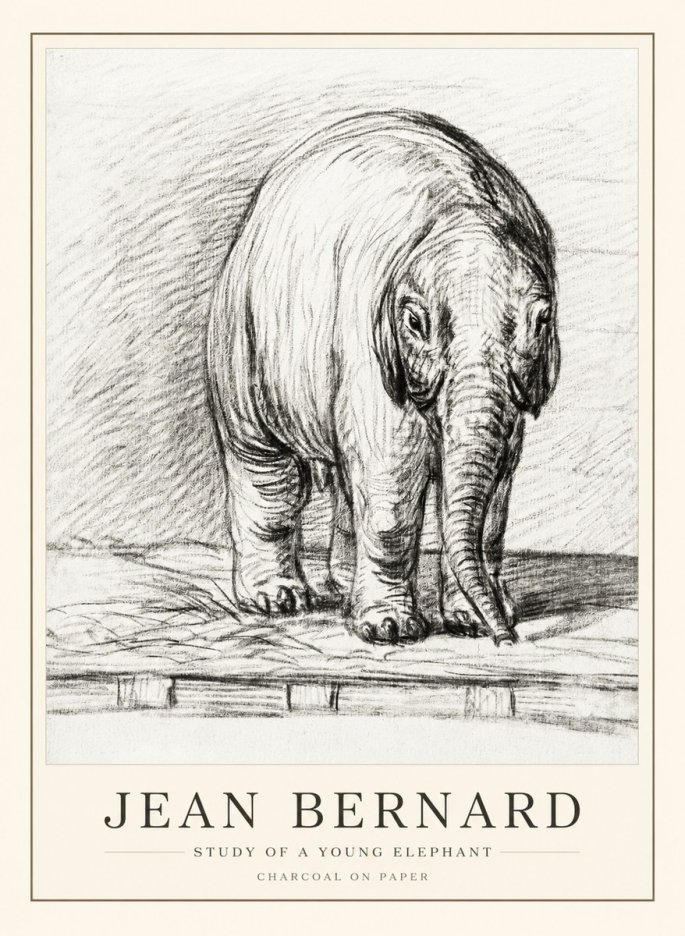 Jean Bernard Young Elephant No3 - Poster